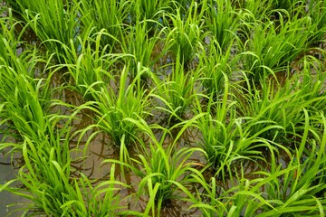 Obraz premium Young rice plants planted in a paddy field. Traditional Sustainable Farming Method