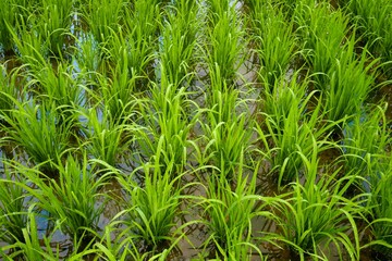 Young rice plants planted in a paddy field. Traditional Sustainable Farming Method