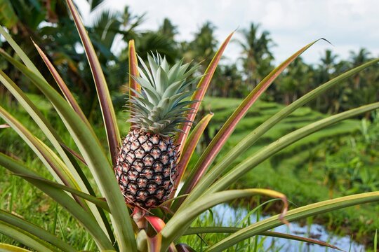 Pink pineapple growing on a plantation in Bali &ndash; a unique tropical fruit and traditional farming
