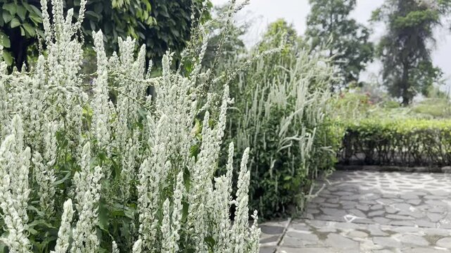 Grass and fence phleum pratense grass in bloom