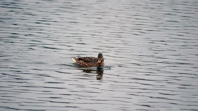 Duck swimming in the pond looking for food. Duck pond with water birds. Flock of ducks and flock of drakes swim and rest in the lake