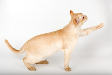 Adorable cream kitten of Burmese breed on studio background.