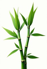 Obraz premium Two Green Bamboo Shoots on White Background 