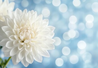 Beautiful white flower in soft focus with shimmering blue background, showcasing intricate petals and delicate design, perfect for nature-themed projects and tranquil settings.