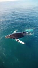 Naklejka premium Humpback whale swimming gracefully in clear blue ocean waters under bright sunlight