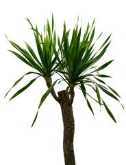 garden tree isolated on white