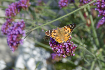 Painted Lady (Vanessa Cardui) Butterfly perched on purple flower in Zurich, Switzerland