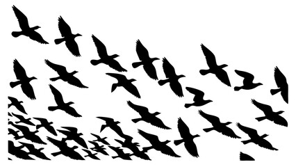 silhouettes of birds