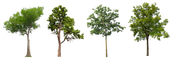 Trees isolated on transparent background