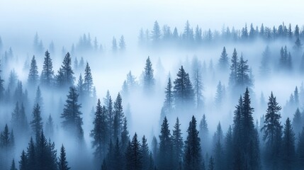Obraz premium Misty forest landscape with evergreen trees shrouded in fog at dawn.