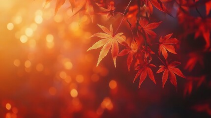 Fototapeta premium Vibrant red maple leaves at sunset, bokeh background.