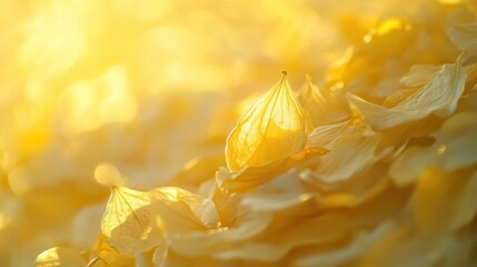 Golden hour sunlight illuminates dried flower petals.