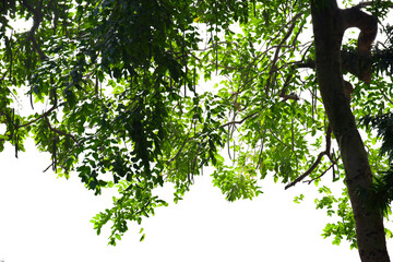 tree branches with leaves