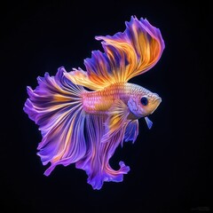 Fototapeta premium Vibrant betta fish with flowing fins against a black background. (1)