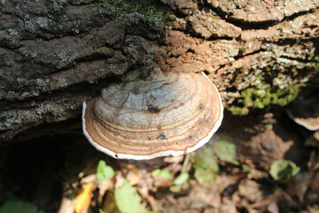 Artist's conk bracket mushroom on a log at Linne Woods in Morton Grove, Illinois