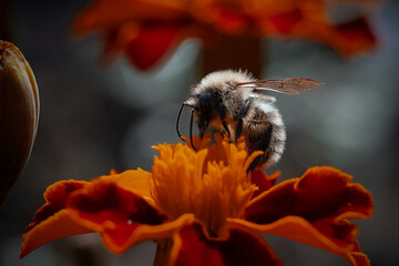 bee on a orange flower