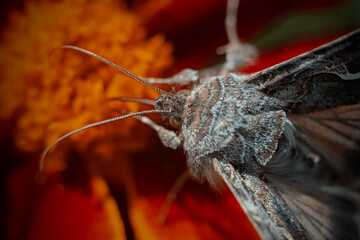 Grey butterfly eats on a orange flower