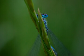 dragonfly on a green leaf