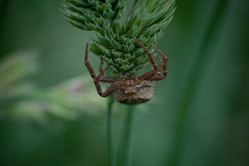 Little spider on the grass