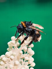 Wet bumblebee on flower
