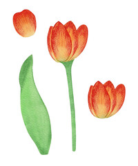 Flowers tulips. Yellow tulips in watercolor.
petal, stem, leaf. Collection of illustrations. Floral, bright. Tulip on a white background.