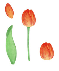 Flowers tulips. Yellow tulips in watercolor.
petal, stem, leaf. Collection of illustrations. Floral, bright. Tulip on a white background.