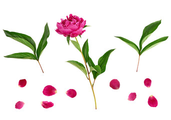 Red blooming peonies with green leaves on isolated background © nndanko
