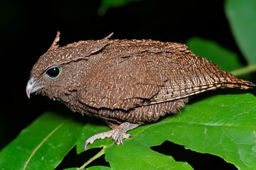 Obraz premium A hybrid creature in nature, such as a bird with unique patterns resembling a butterfly, blending two natural forms