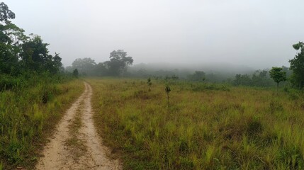 Fototapeta premium Misty morning path through grassy savanna.