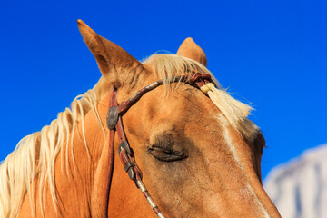 Fototapeta premium A brown horse with a bridle on its head