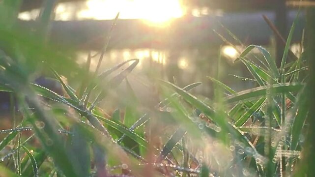 A continually moving scene to the side in ant's eye view walking among a field covered with morning dew. Fresh and natural concepts.
