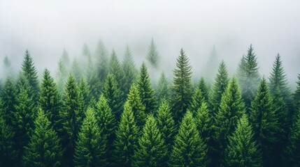 Fototapeta premium Misty evergreen forest, aerial view. (1)