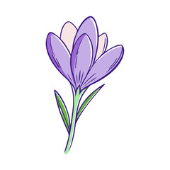 crocus flower illustration, flower vector art, flower icon - Minimalistic flat illustration of crocus flower flower, perfect for icons, logos, and floral-themed designs.


