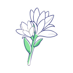 tuberose flower illustration, flower vector art, flower icon - Minimalistic flat illustration of tuberose flower flower, perfect for icons, logos, and floral-themed designs.

