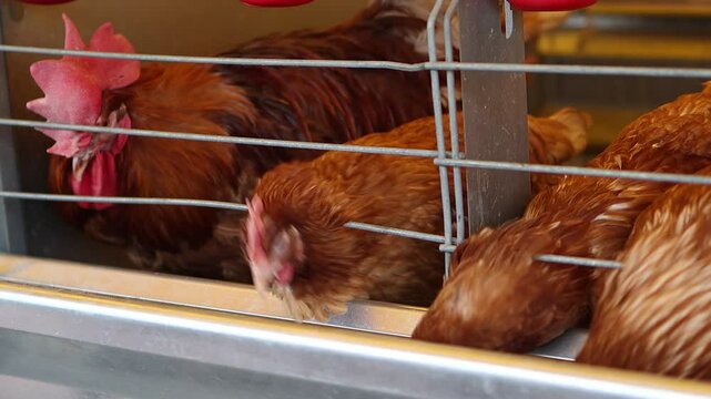 Chicken cock drinks from a modern drinkers in a cage
