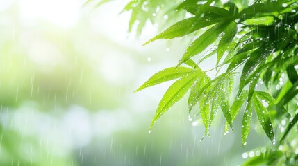 Lush green leaves glistening with rain, sunlight.