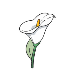 calla lily flower illustration, flower vector art, flower icon - Minimalistic flat illustration of calla lily flower flower, perfect for icons, logos, and floral-themed designs.

