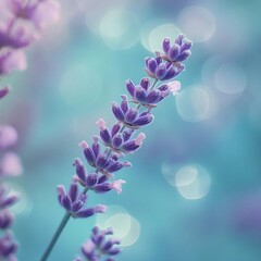 Beautiful lavender flower blooms under soft bokeh lighting in a serene garden setting