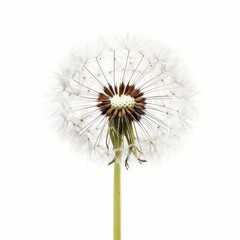 Fototapeta premium A single white flower with a brown center