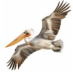 A pelican is flying in the sky with its beak open