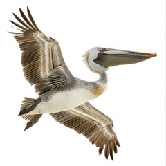 A pelican is flying in the air with its beak open