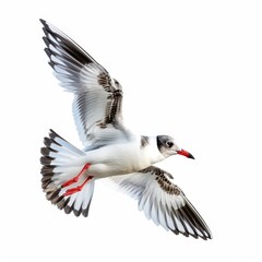 Fototapeta premium A white and black bird with red feet is flying in the air
