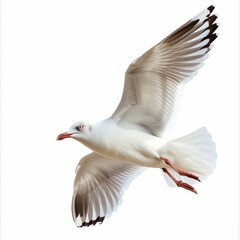 Obraz premium A white bird with red eyes flies in the air