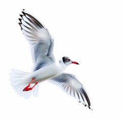 Obraz premium A white bird with red feet is flying in the air