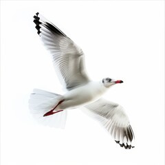 A white seagull with red feet flies in the air