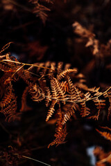 autumn leaves background, natural landscape, ferns in winter