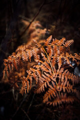 Winter Fern Leaf, natural background, peaceful
