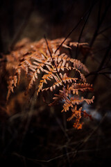Winter Fern, Dying, Autumn Scene