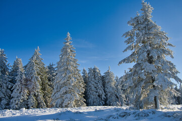 Winter auf dem Champ du Feu in den Vogsen