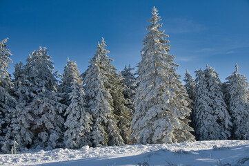 Winter auf dem Champ du Feu in den Vogsen